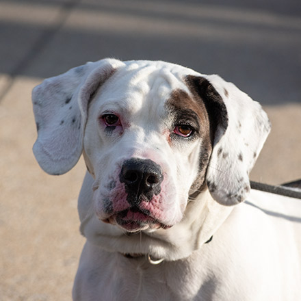 Close-up of a white dog with black spots, looking directly at the camera outdoors on a sunny day, with a neutral background.