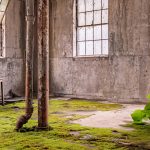 An abandoned industrial room with cracked concrete walls and rusted pipes is slowly being reclaimed by nature. Moss covers much of the floor, and a small green plant grows from a crack near the window. Broken furniture and old wooden frames lie scattered, while large, grimy windows let in natural light, casting a soft glow over the decaying interior.