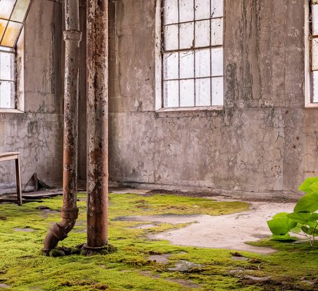 An abandoned industrial room with cracked concrete walls and rusted pipes is slowly being reclaimed by nature. Moss covers much of the floor, and a small green plant grows from a crack near the window. Broken furniture and old wooden frames lie scattered, while large, grimy windows let in natural light, casting a soft glow over the decaying interior.