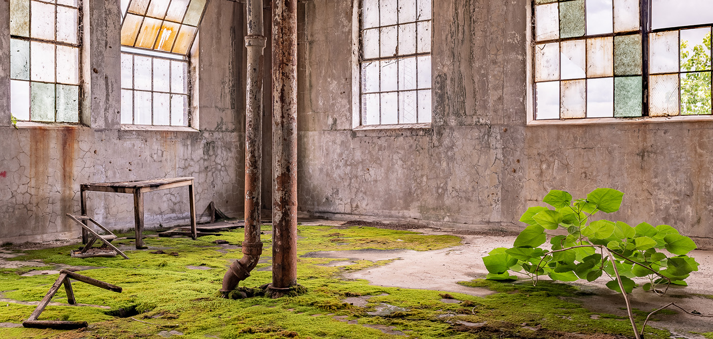 An abandoned industrial room with cracked concrete walls and rusted pipes is slowly being reclaimed by nature. Moss covers much of the floor, and a small green plant grows from a crack near the window. Broken furniture and old wooden frames lie scattered, while large, grimy windows let in natural light, casting a soft glow over the decaying interior.