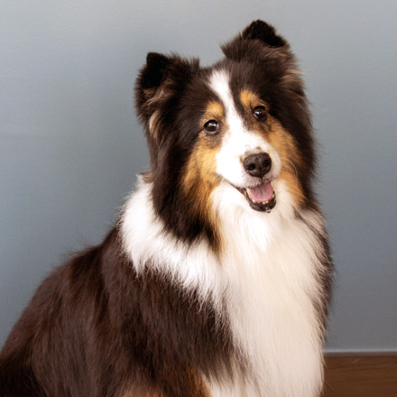 A fluffy Shetland Sheepdog with a black, white, and tan coat sits indoors against a light blue wall, looking at the camera with a happy expression and slightly open mouth.