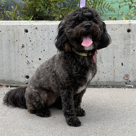 A small, curly-haired black dog with a white patch on its chest sits on a concrete sidewalk in front of a weathered barrier wall. The dog is panting happily with its tongue out and ears perked, wearing a collar and a leash, with some greenery visible in the background.