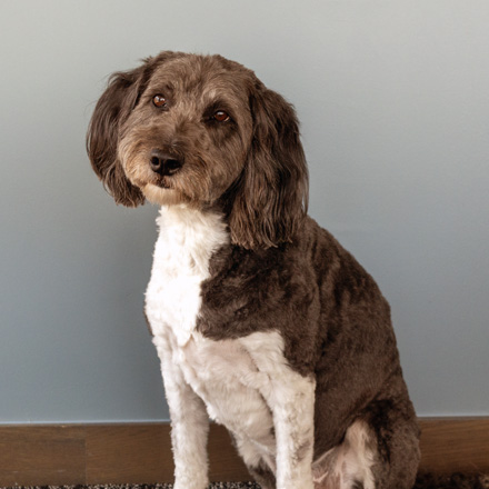 A medium-sized dog with a curly, dark brown and white coat sits indoors against a light blue wall, gazing at the camera with a gentle, slightly tilted head and soft expression.